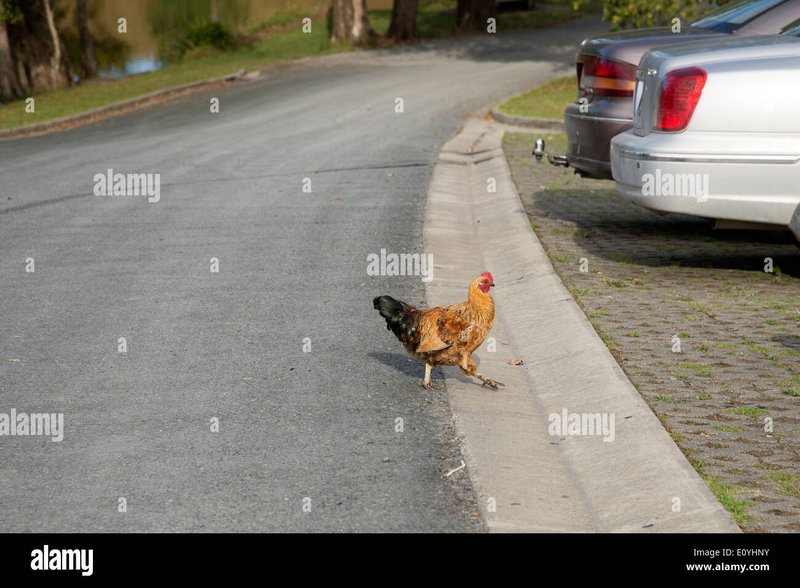 Descubre el secreto detrás del juego de la Carretera del Pollo en España, chicken road